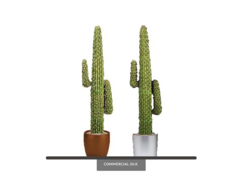 New Mexico Cactus Plant ID# PSLPC205S
