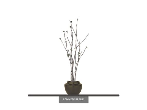 Euphorbia Cactus Plant ID# P9751PS