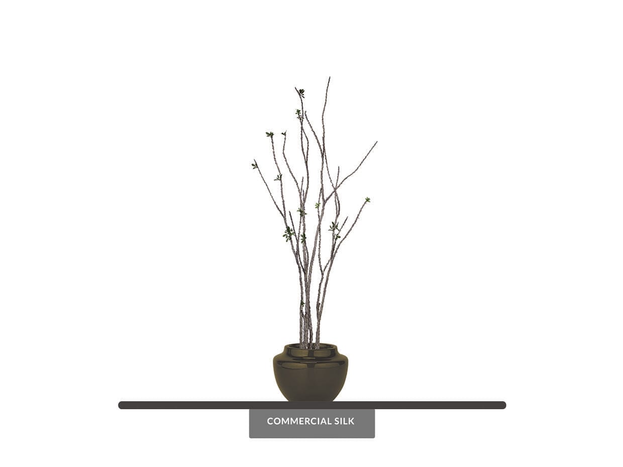 Euphorbia Cactus Plant