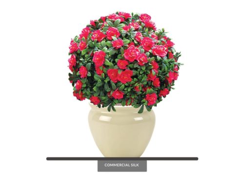 Azalea Flower Ball Plant ID# 4847
