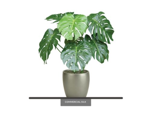 Split Leaf Philodendron Plant ID# PSL132