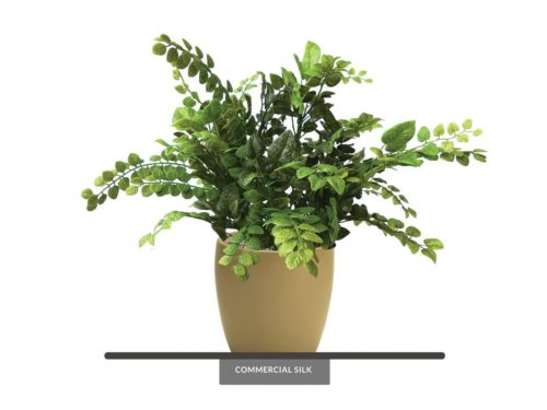 Creeping Fig Plant ID# FCR112++