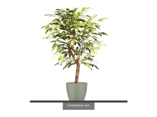 Bay Leaf Plant ID# BAYB48++