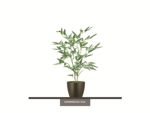 Eucalyptus Bush ID# EUC236
