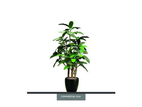 Schefflera Bush ID# SCHB48+