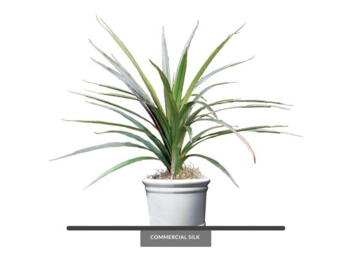 Marginata Bush ID# MAR#27