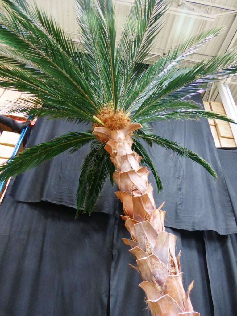 Podocarpus Cube Topiary ID# PODD33