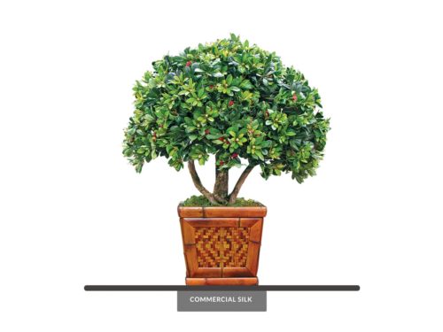 Azalea Bonsai Indoor Tree ID# 13193