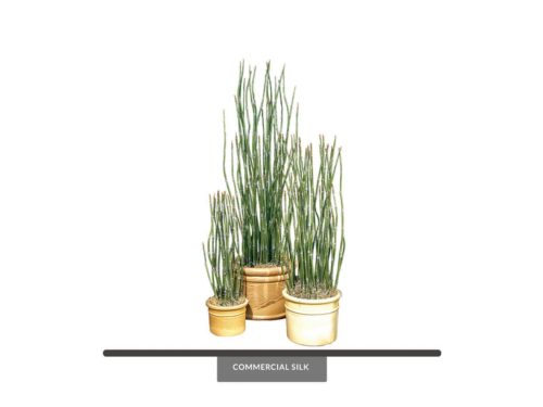 Bamboo Reed Grass ID# BBRS27, BBRS36, BBRS52