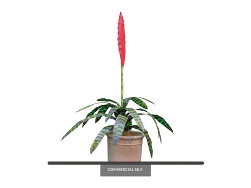 Flaming Sword Bromeliad House Plant ID# BFS125