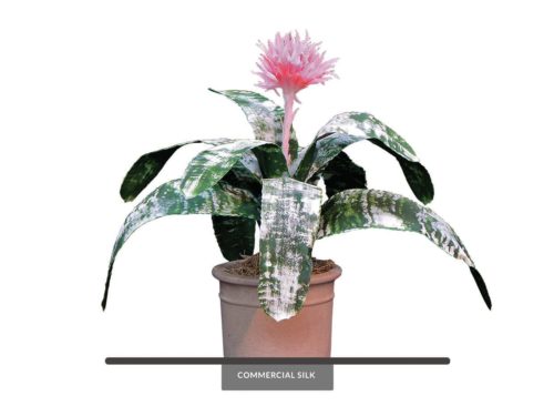 Silver Vase Bromeliad Plant ID# BSV121