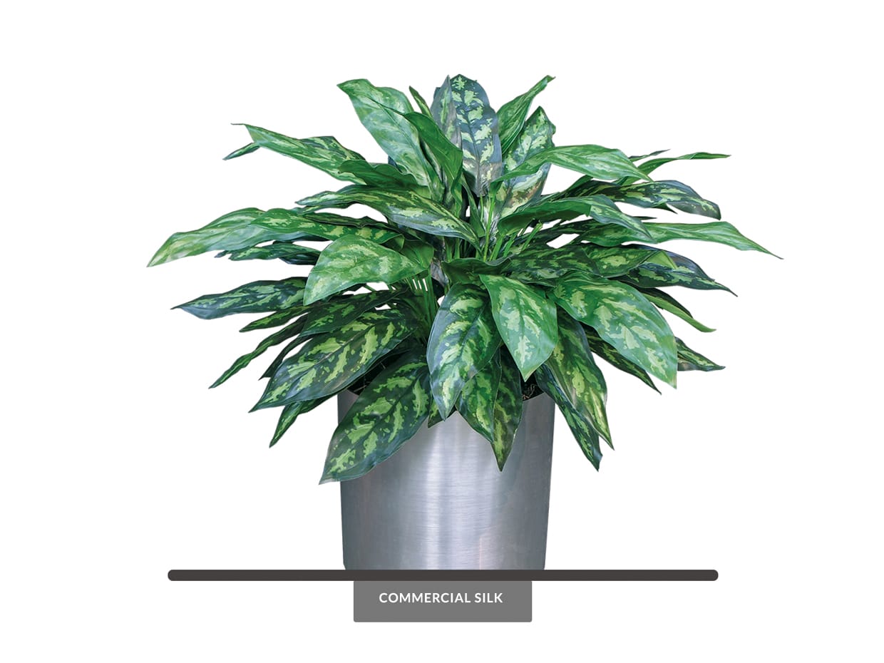 Chinese Evergreen Maria Plant Artificial House Plant Commercial Silk