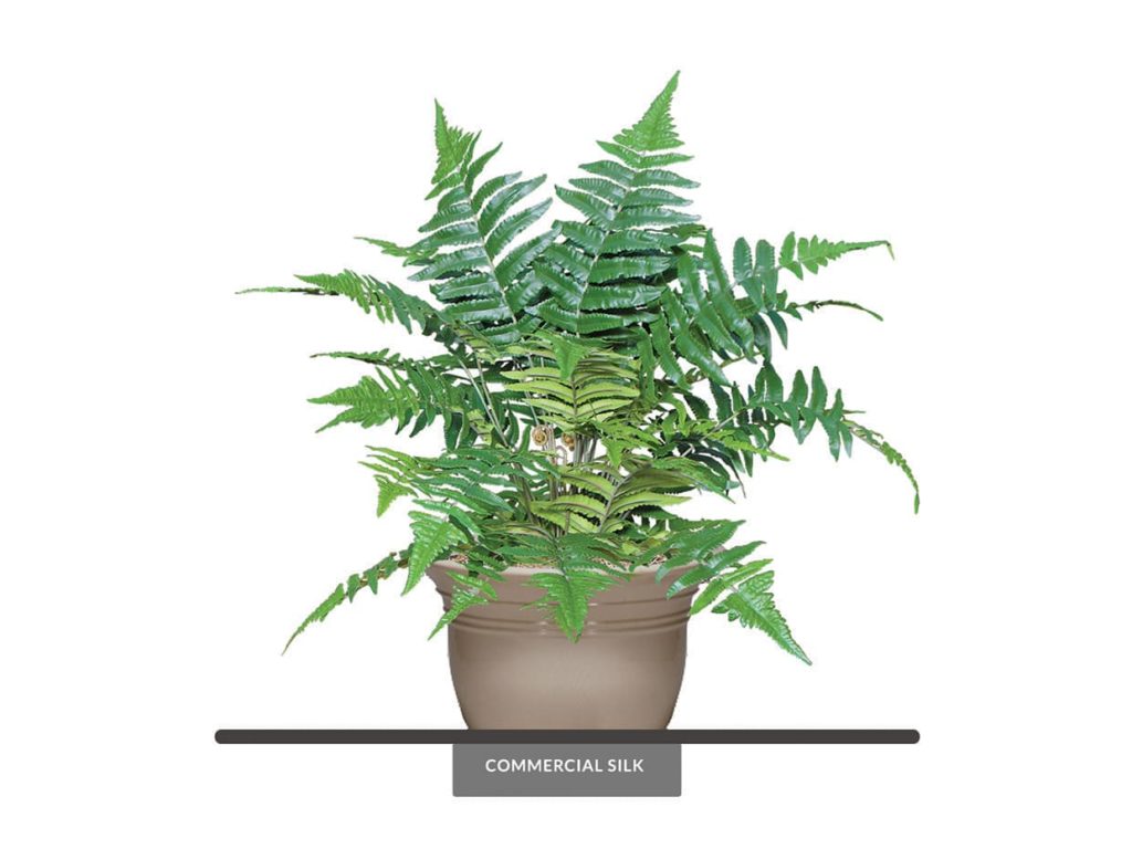Forest Fern Plant