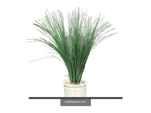 Bear Grass Plant ID# GBRM30G