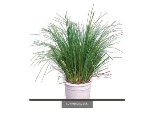 Prairie Grass Plant, Green ID# GPRM22G