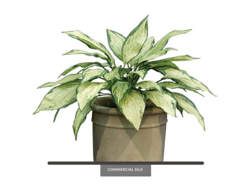 Moonglow Hostas Plant ID# HOS112MG