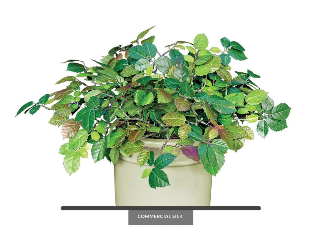Artificial Ironwood Plant