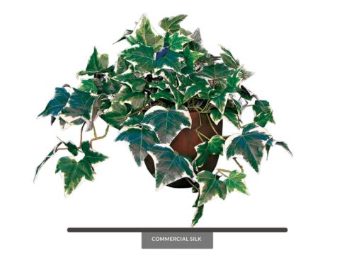 Variegated Algerian Ivy Vine ID# ALG124V