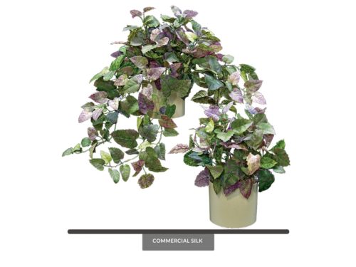 Kangaroo Ivy Plant ID# KAN424M, KAN215M