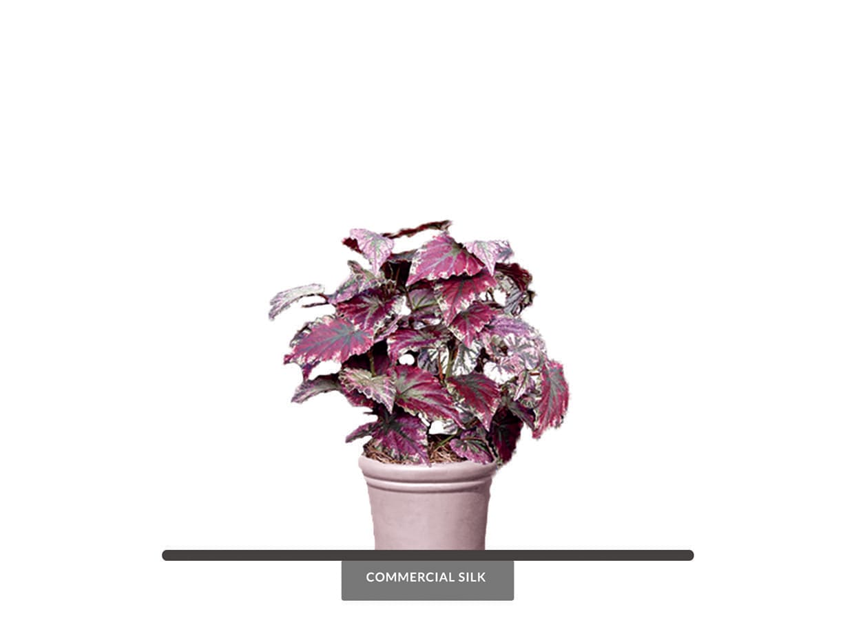Silver Purple Begonia Rex Faux Plant