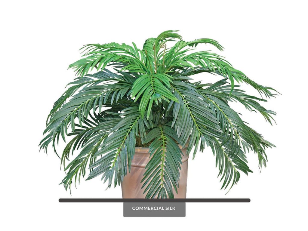 Sago Palm Plant ID# PSG124