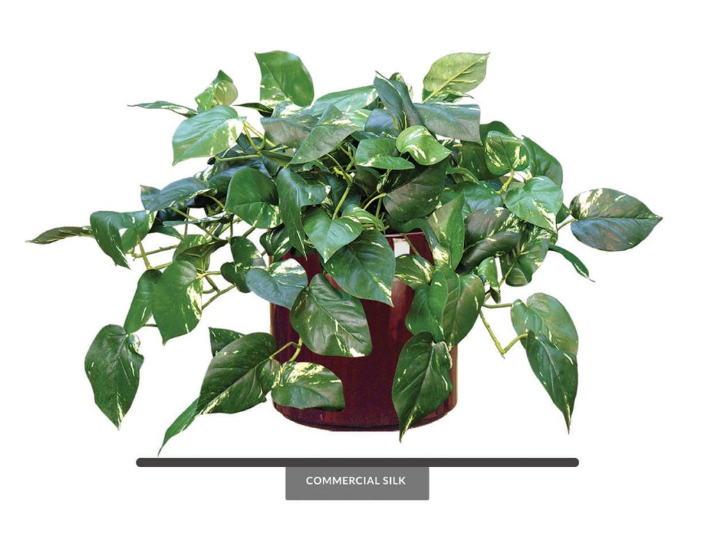Fake Pothos Vines Plant