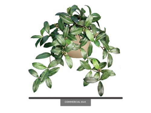 Sweet Bay Laurel Plant ID# SBA224