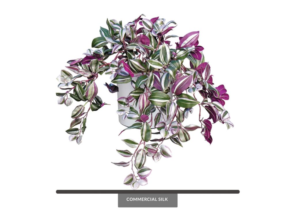 Fake Wandering Jew Vine Plant Purple