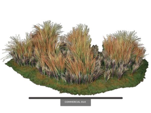 Ornamental Prairie Grass for Landscaping ID# 12414