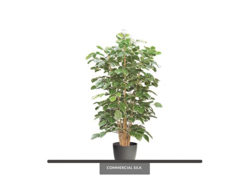 Rose Leaf Aralia Tree ID# 18170