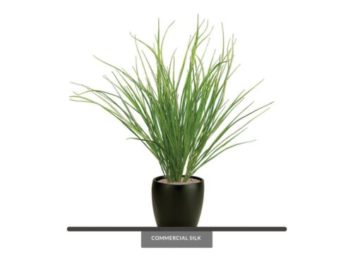 Dune Grass Plant ID# GDU332