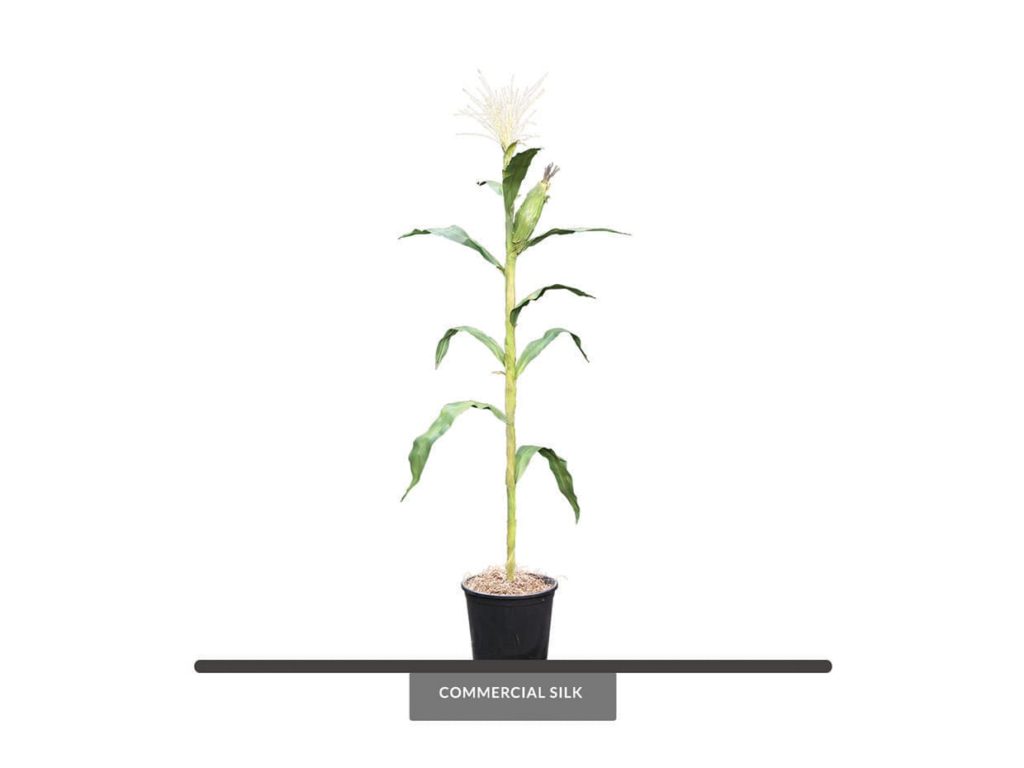 Artificial Corn Stalk Plant