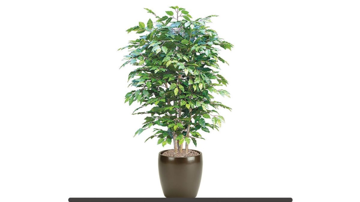 Image of Ficus Benjamina Shrub fake plant