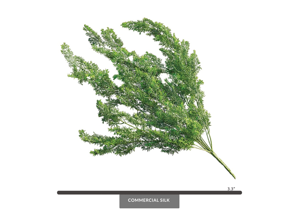 Asparagus Fern Foliage ID# FEA+33