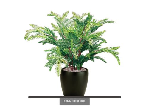 Sequoia Plant (exterior) ID# SEQB18+