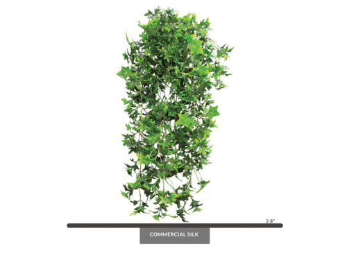 English Ivy Vine ID# IVE128+