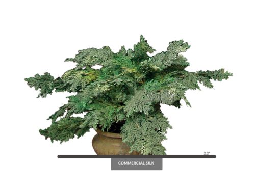 Cedar Bush ID# CEDM22
