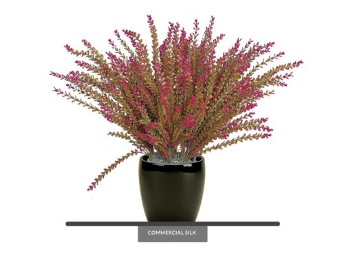 Barberry Plant ID# BAR224BB+
