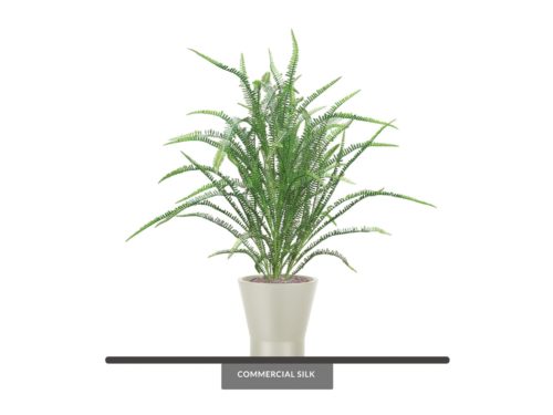 Outdoor Sword Fern Plant ID# FSW136+