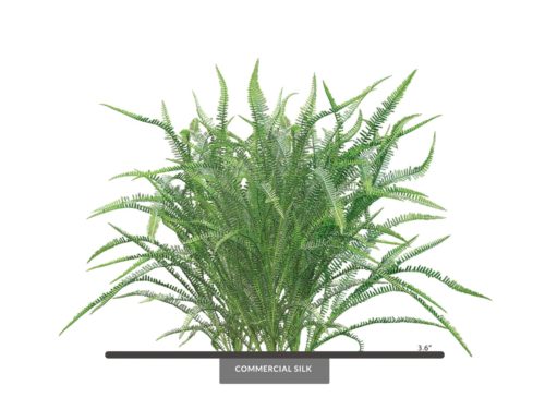 Sword Fern Bush ID# FSW336+