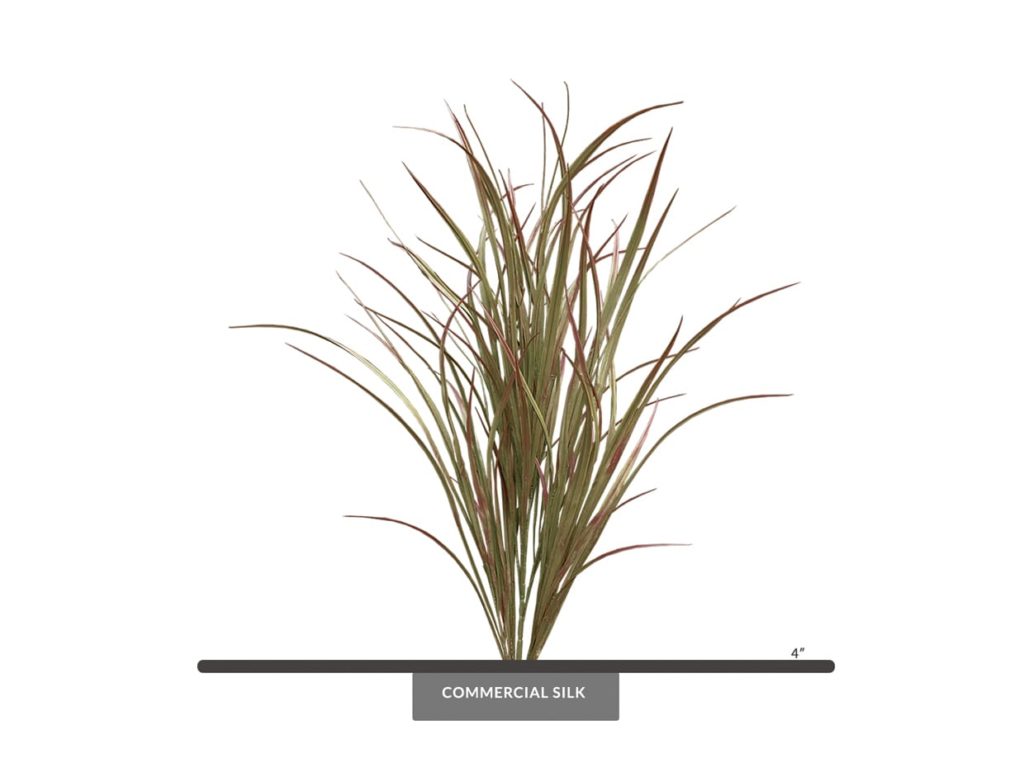 Savannah Grass Plant, Outdoor