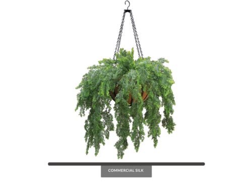 Asparagus Fern Hanging Plant ID# FEA414+
