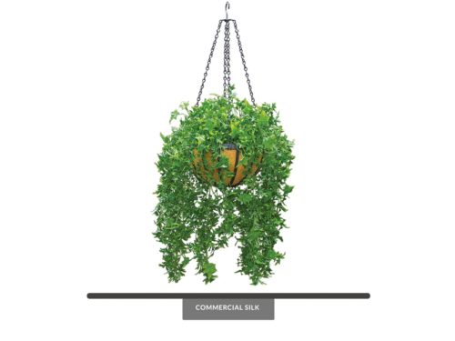 English Ivy Hanging, Hanging ID# IVE514+