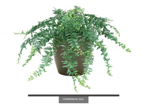 Buckler Fern Plant ID# FEB112+