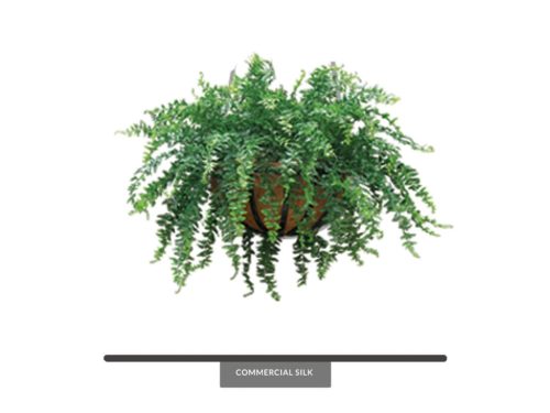 Buckler Fern Hanging, Hanging ID# FEBH14+