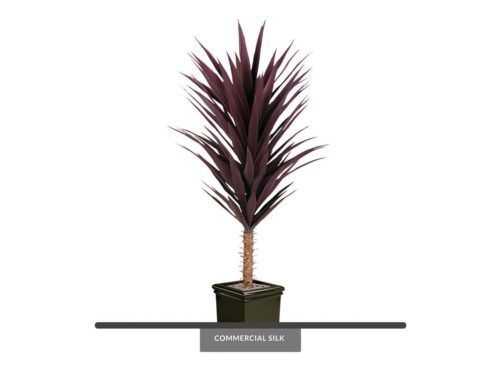 Blue Agave Bush, Burgundy ID# PNG54NG34361PS