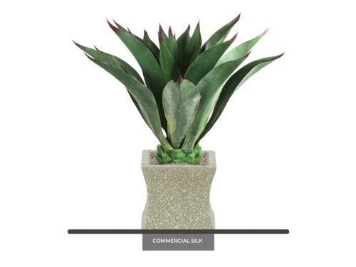 Aeonium Succulent Plant ID# P932053PS