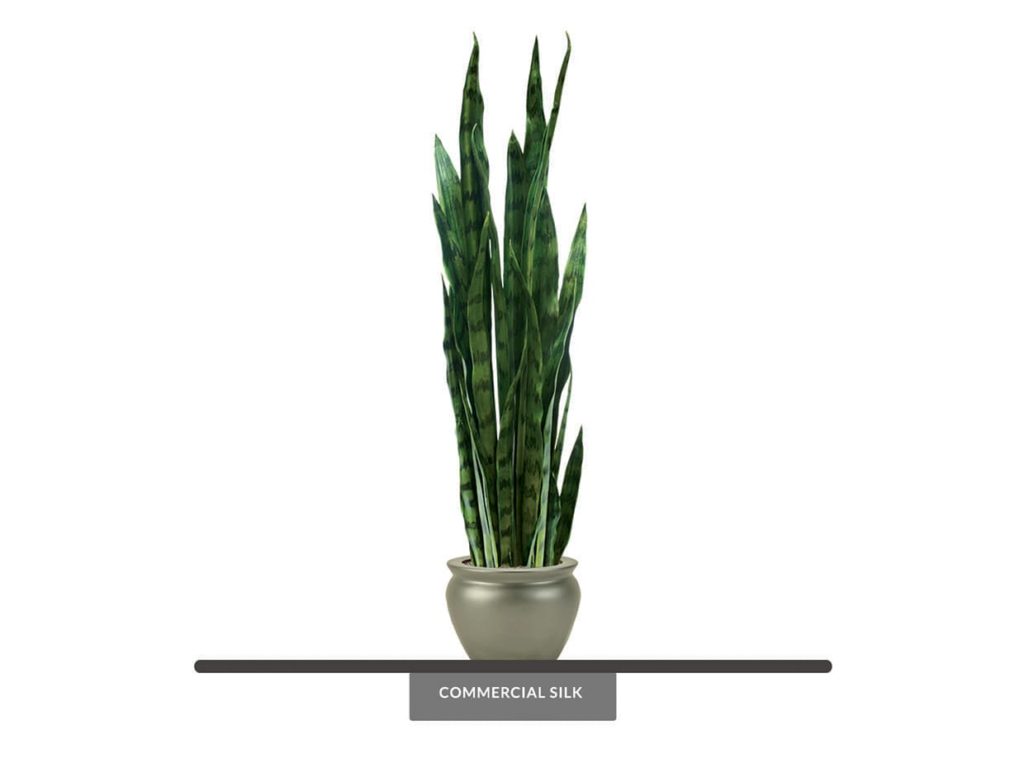 Sansevieria Plant ID# PNG42751PS