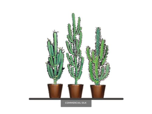 Hairbrush Cactus Plant ID# P676-AS, P576-AS, P406-AS