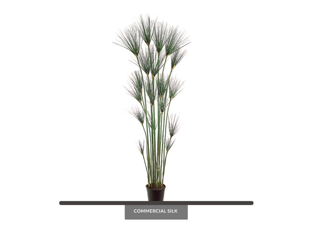 King Tut Egyptian Grass Tree ID# CRG-605GTLS
